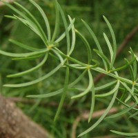 Asparagus densiflorus (Kunth) Jessop